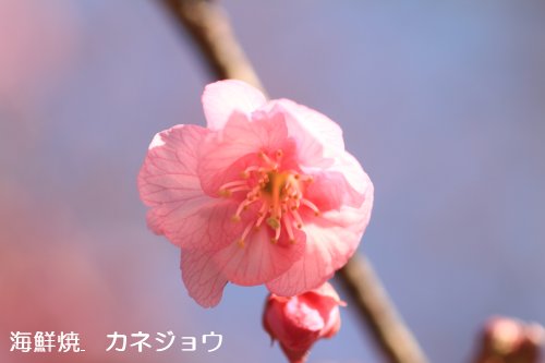 土肥桜開花
