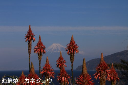 アロエと富士山