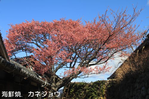 菅沼の土肥桜