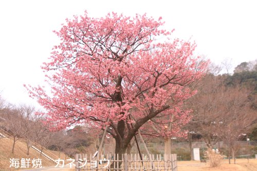 土肥丸山公園の土肥桜原木8日