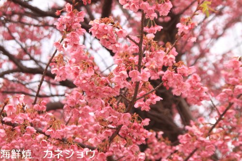 土肥丸山公園の土肥桜原木8日