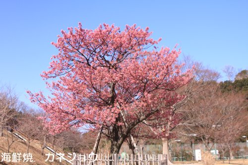 13日の土肥桜原木散り始めました。