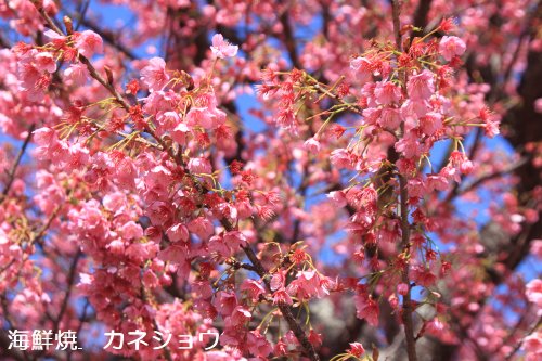 13日の土肥桜原木散り始めました。