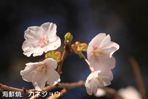 寒咲き大島桜