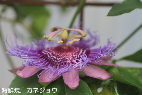 トケイソウ