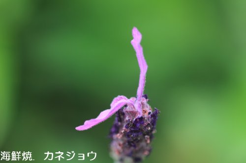 ラベンダー