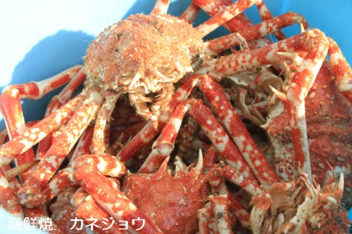 タカアシガニのカゴ漁