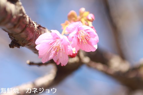 土肥桜原木26日
