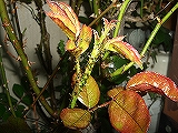 私はこれで、アブラムシを退治しました。