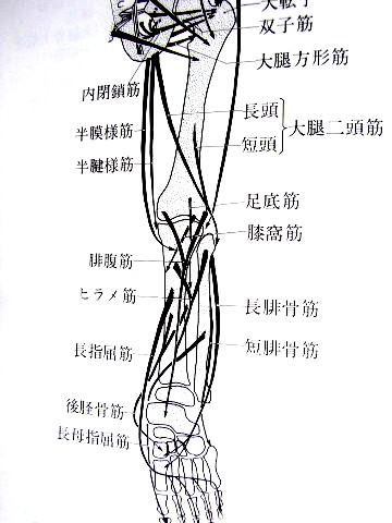 下肢の筋肉（大腿・下腿後側）