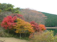 紅葉狩り?