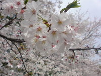 サクラ