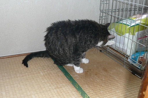お二人サンは大忙し