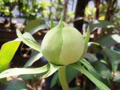 大輪の花が咲きました~♪♪