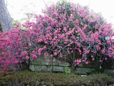 沼津御用邸の寒緋桜♪♪