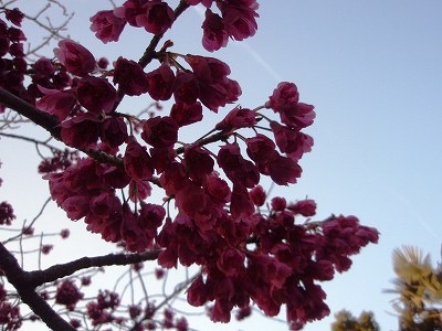 沼津御用邸の寒緋桜♪♪