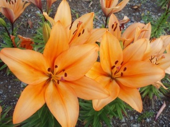 百合の花咲く海辺の公園♪♪