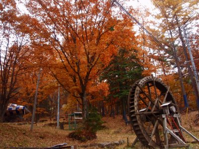 素晴らしい紅葉でした~♪♪
