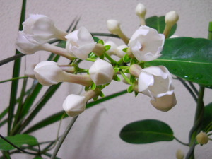 マダガスカルジャスミンが咲きました