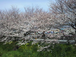 国一沿い沼川の桜