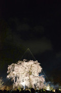 京都桜を見に行ってきました♫