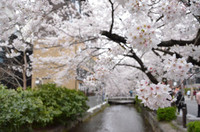 京都桜を見に行ってきました♫