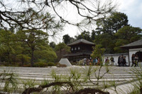 京都桜を見に行ってきました♫