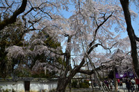 京都桜を見に行ってきました♫