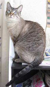 愛猫と暮らす家