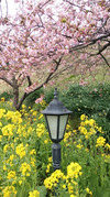 ひと足先にお花見に行ってきました。