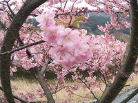 ひと足先にお花見に行ってきました。
