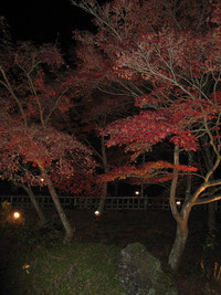 虹の郷紅葉ライトアップ