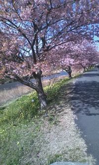 みなみの桜開花情報