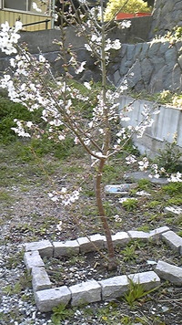 戸田大浦桜満開