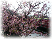 河津桜