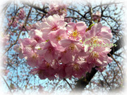 河津桜