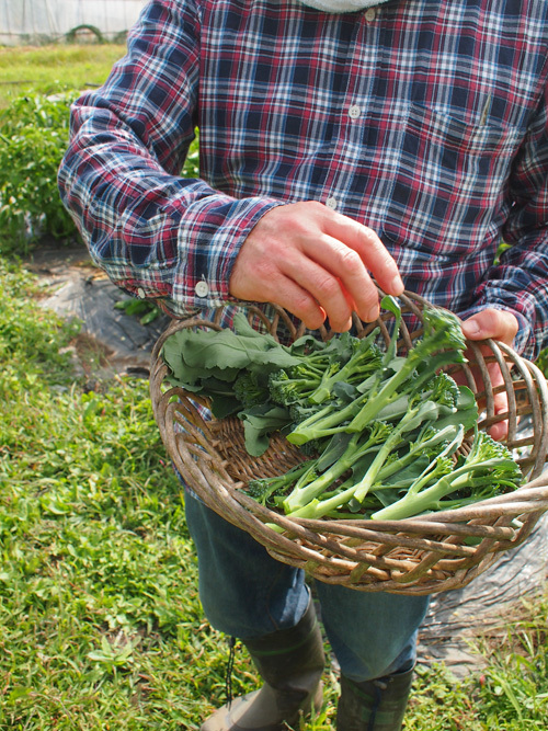 2014蓼科~アブラナ科野菜が採れ始める秋 2014蓼科~アブラナ科野菜が採れ始める秋