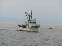 今日の駿河湾のトロール漁（＃タカアシガニ　＃赤むつ　＃深海魚）３・１３