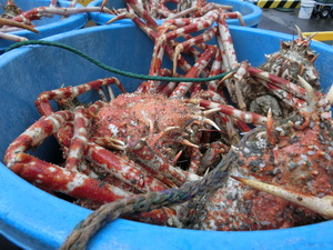 今日の駿河湾のトロール漁（＃タカアシガニ　＃赤むつ　＃深海魚）３・１３