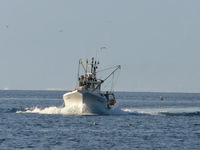 今日の駿河湾のトロール漁（＃タカアシガニ　＃赤むつ　＃深海魚）