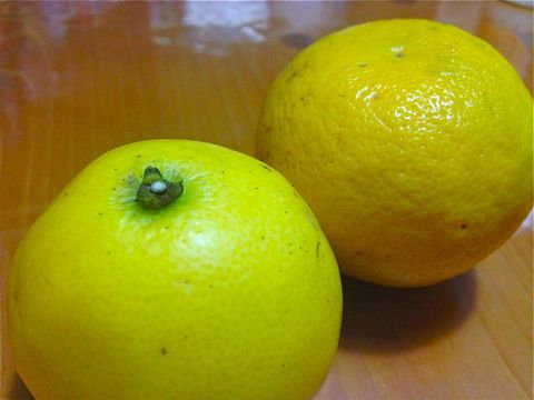 ニューサマーオレンジ