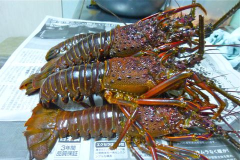 本物伊勢海老を!