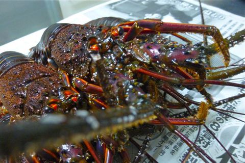 本物伊勢海老を!