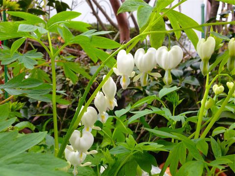 ハートのお花 ハートのお花