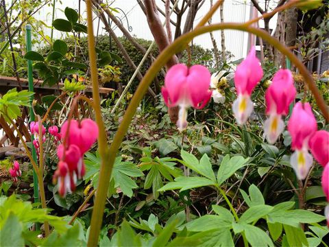 ハートのお花 ハートのお花