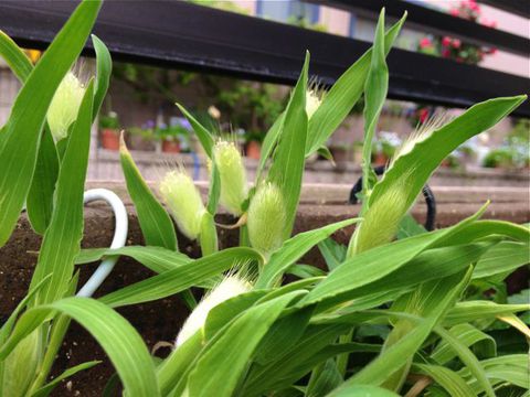ハートのお花 ハートのお花