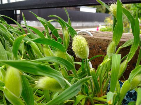 ハートのお花 ハートのお花