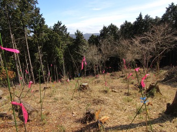 今年も木を植えました 今年も木を植えました
