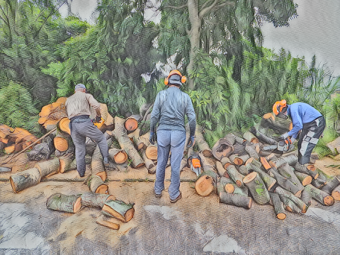 絶妙な梅雨の中の薪狩り