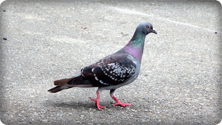 人馴れした鳩 人馴れした鳩